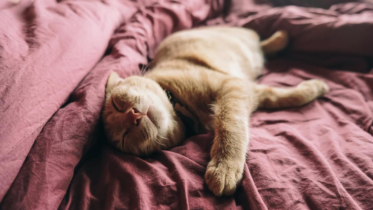 ¿Por qué los gatos muerden las cobijas?